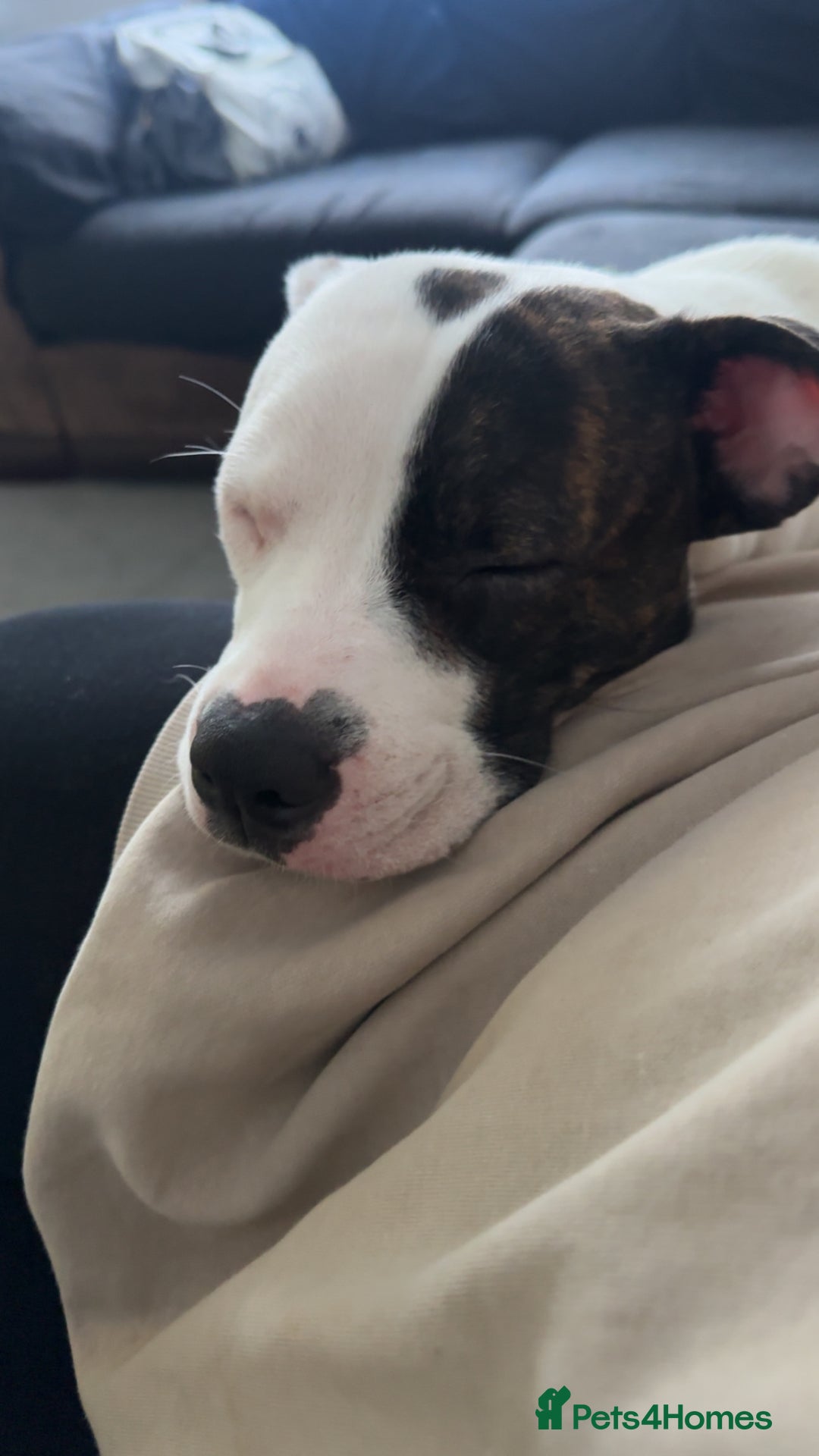 Mixed Breed dogs for sale: Daisy - Advert 1