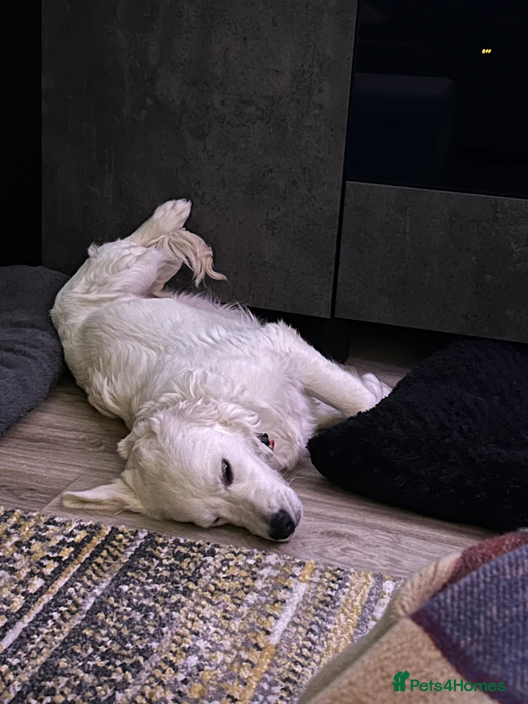 Golden Retriever dogs for sale: KC reg 9 mth old Golden Retriever- Female cream - Advert 3