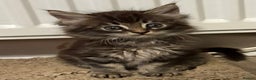 Maine Coon cats for sale: Maine Coon kittens  - Advert 4