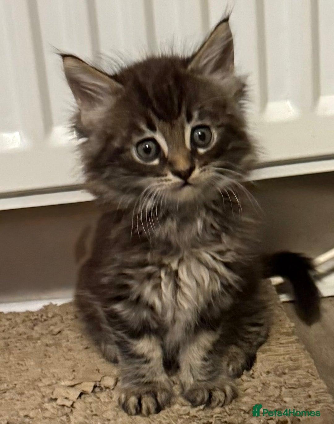 Maine Coon cats for sale: Maine Coon kittens  - Advert 4