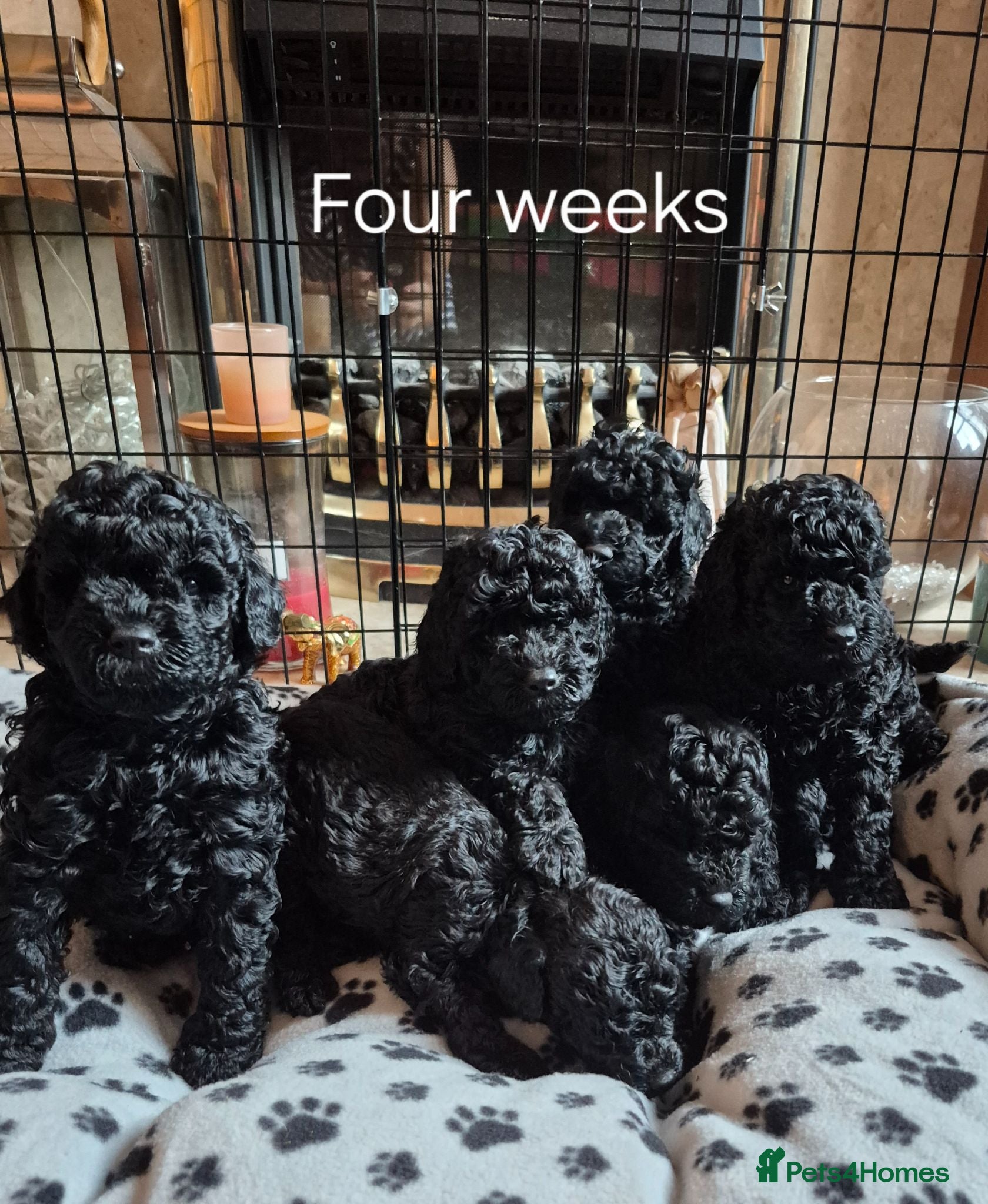 Miniature Poodle dogs Gorgeous Miniature Poodles - Advert 2