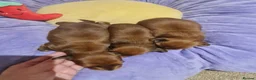 Miniature Dachshund dogs for sale: Pra clear-Beautiful miniature LG Dachshund pupps - Advert 3