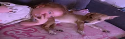 Mixed Breed dogs for sale: Cyril, lovely 7 month old jack russel pup - Advert 7