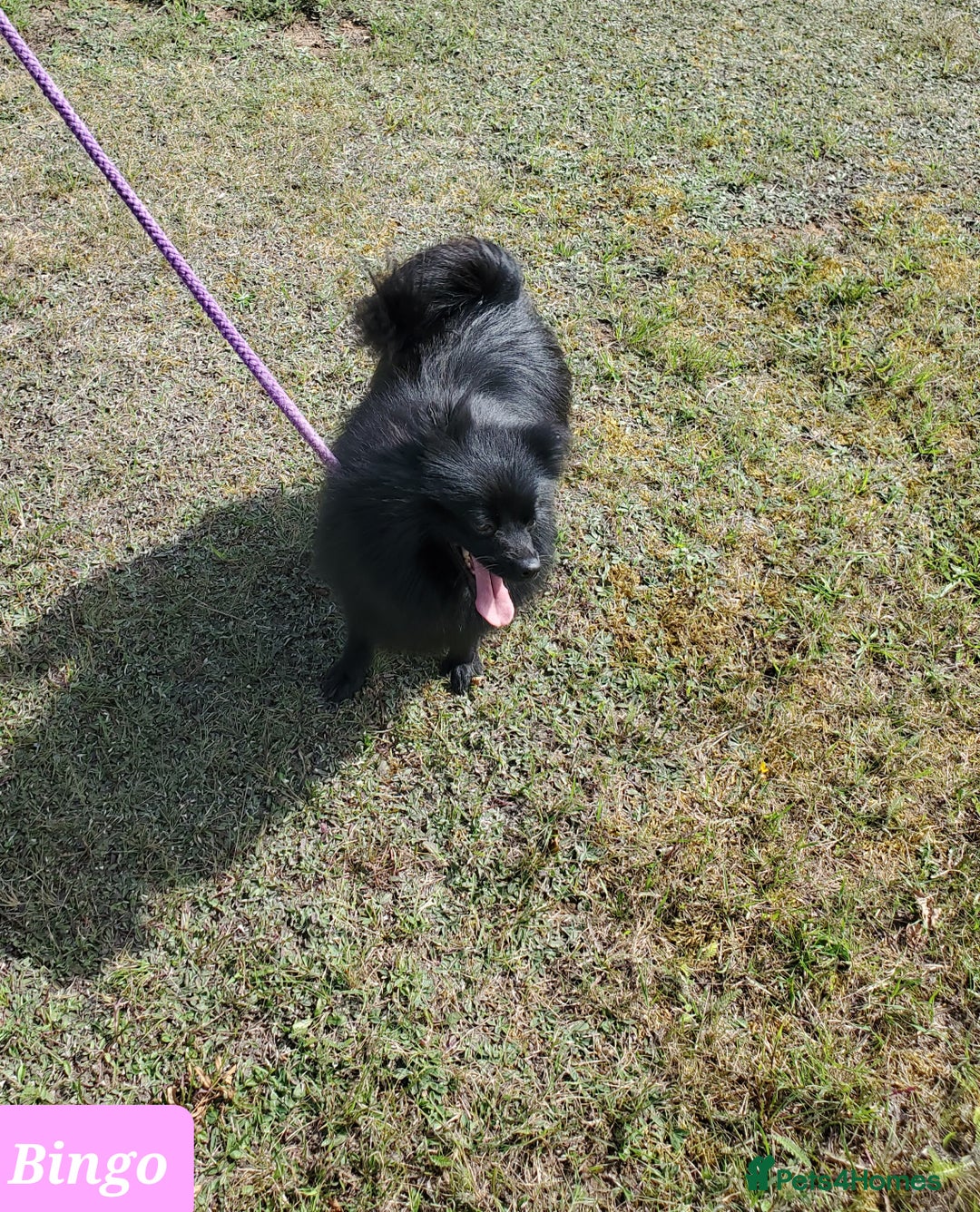 German Spitz dogs for sale: Bluey & Bingo looking for Loving Homes.  - Advert 22