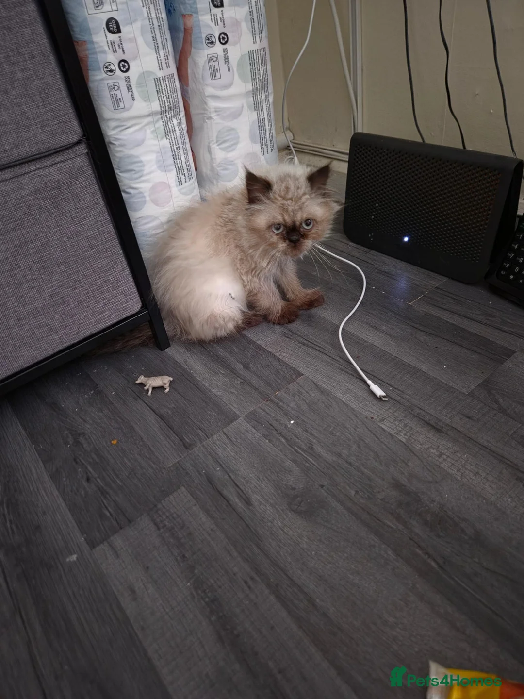 Persian cats for sale: Female persian - Advert 1