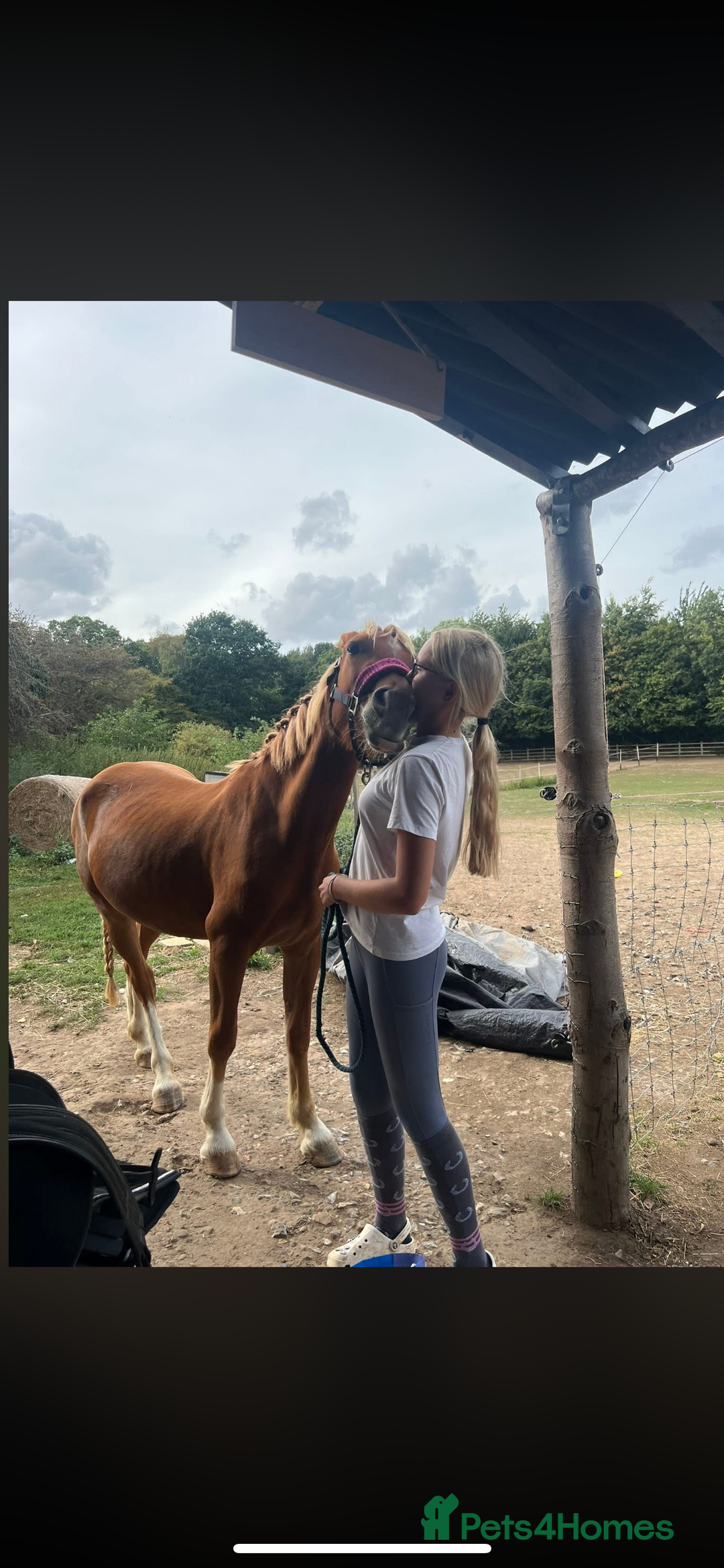 Welsh Section B horses for sale: ELSA🧡 - Advert 10