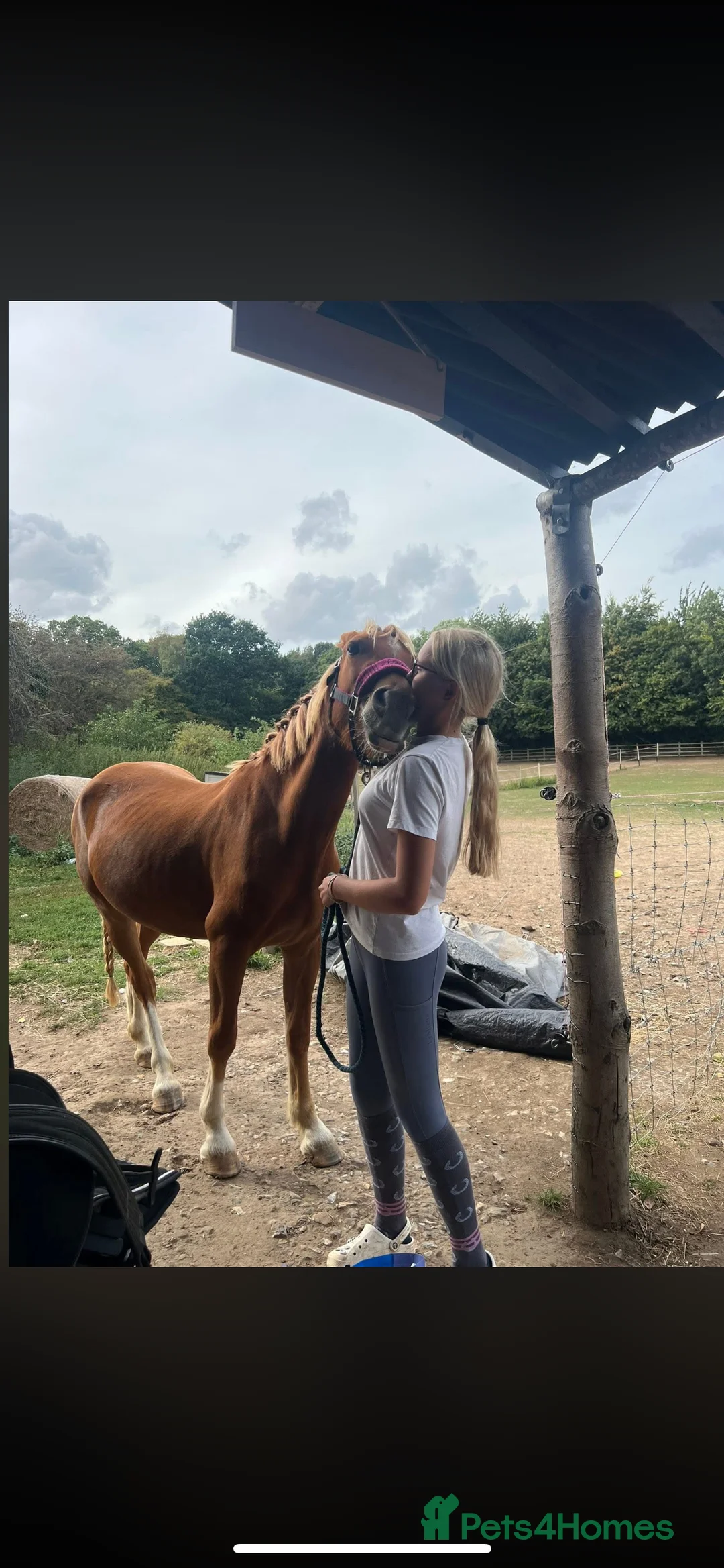 Welsh Section B horses for sale: ELSA🧡 - Advert 10