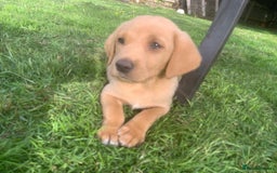 Labrador Retriever dogs for sale: Beautiful Labrador pups  - Image 7