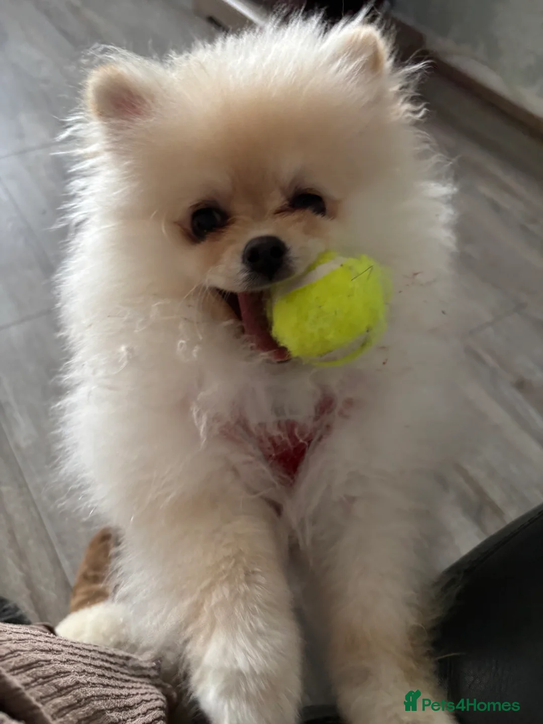 Pomeranian dogs for sale: Mrs wragg - Advert 2