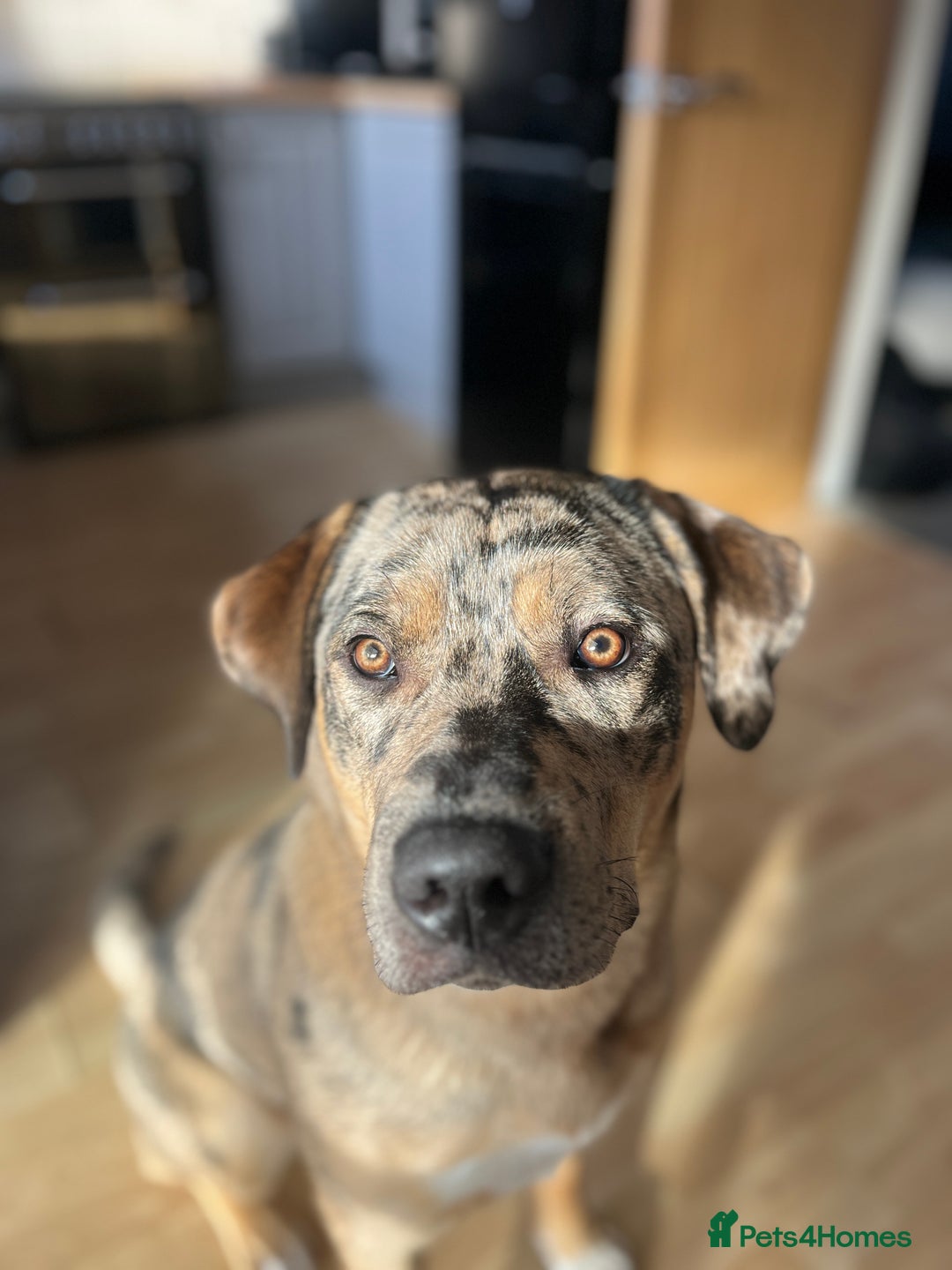 Mixed Breed dogs for sale: 1-year old mixed looking for forever home. - Advert 10