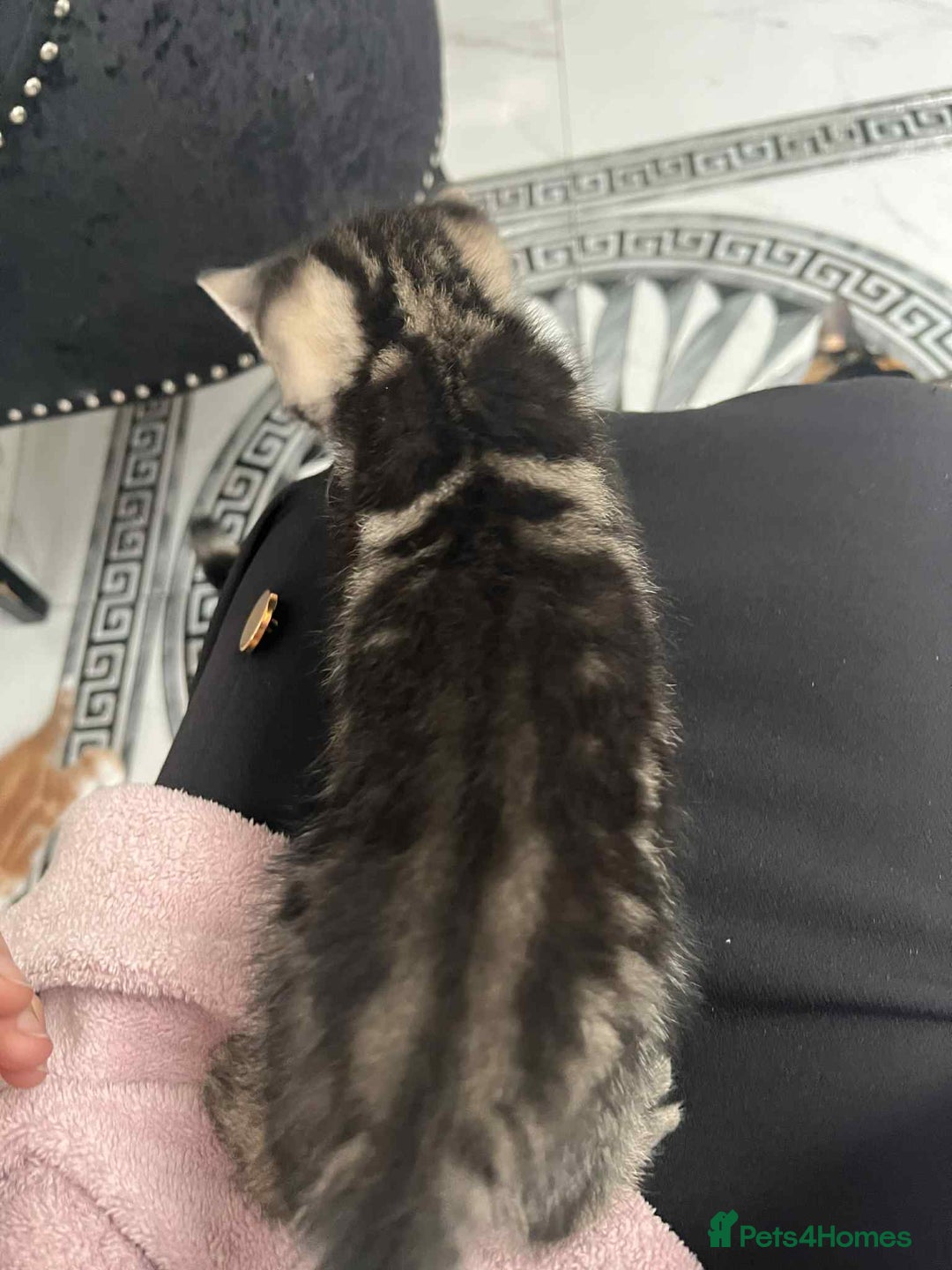 European cats for sale: Taby male kittens ready now - Advert 13