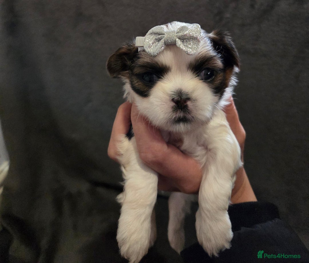 Shih Tzu dogs for sale: Small beautiful Shih tzu puppies - Advert 2