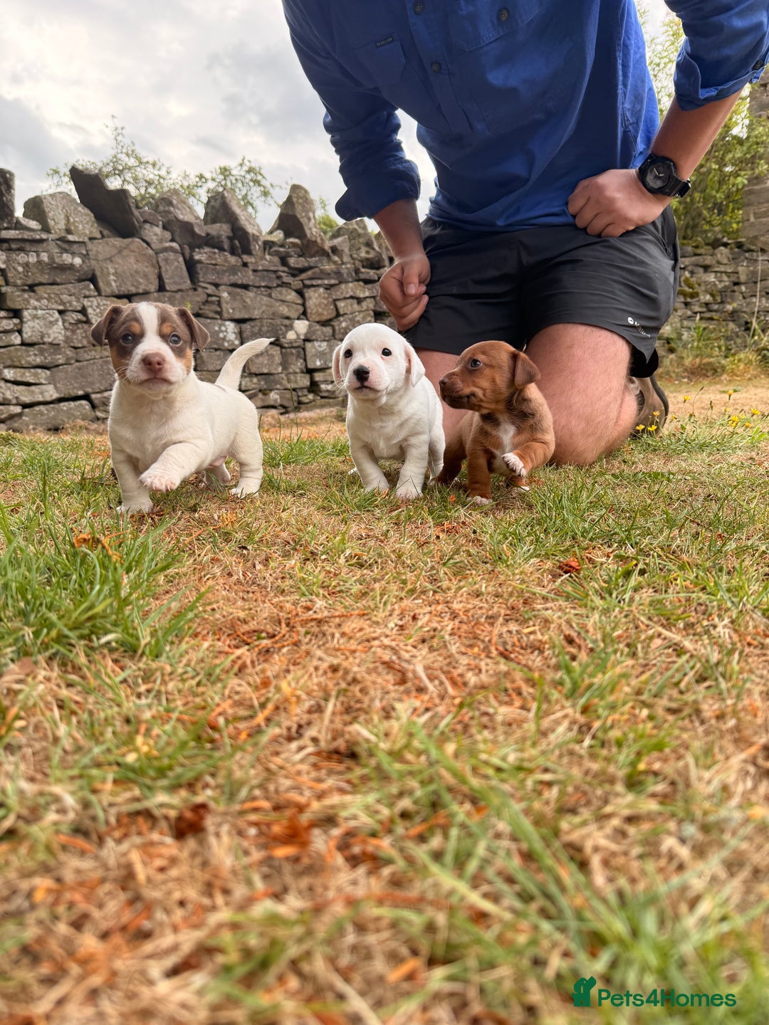 Jack Russell dogs for sale: 3 Male Jack Russell Pups - Image 3