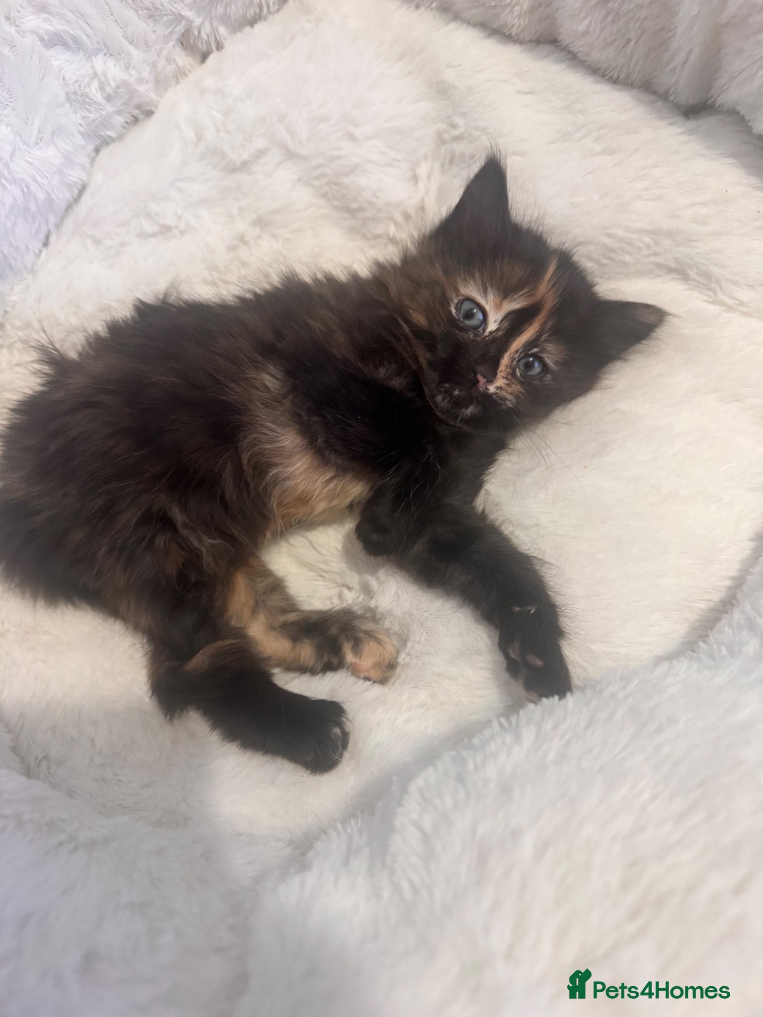 Mixed Breed cats Beautiful Mixed Breed Fluffy Kitten For Sale - Advert 6