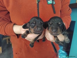 Miniature Dachshund dogs - Advert 2