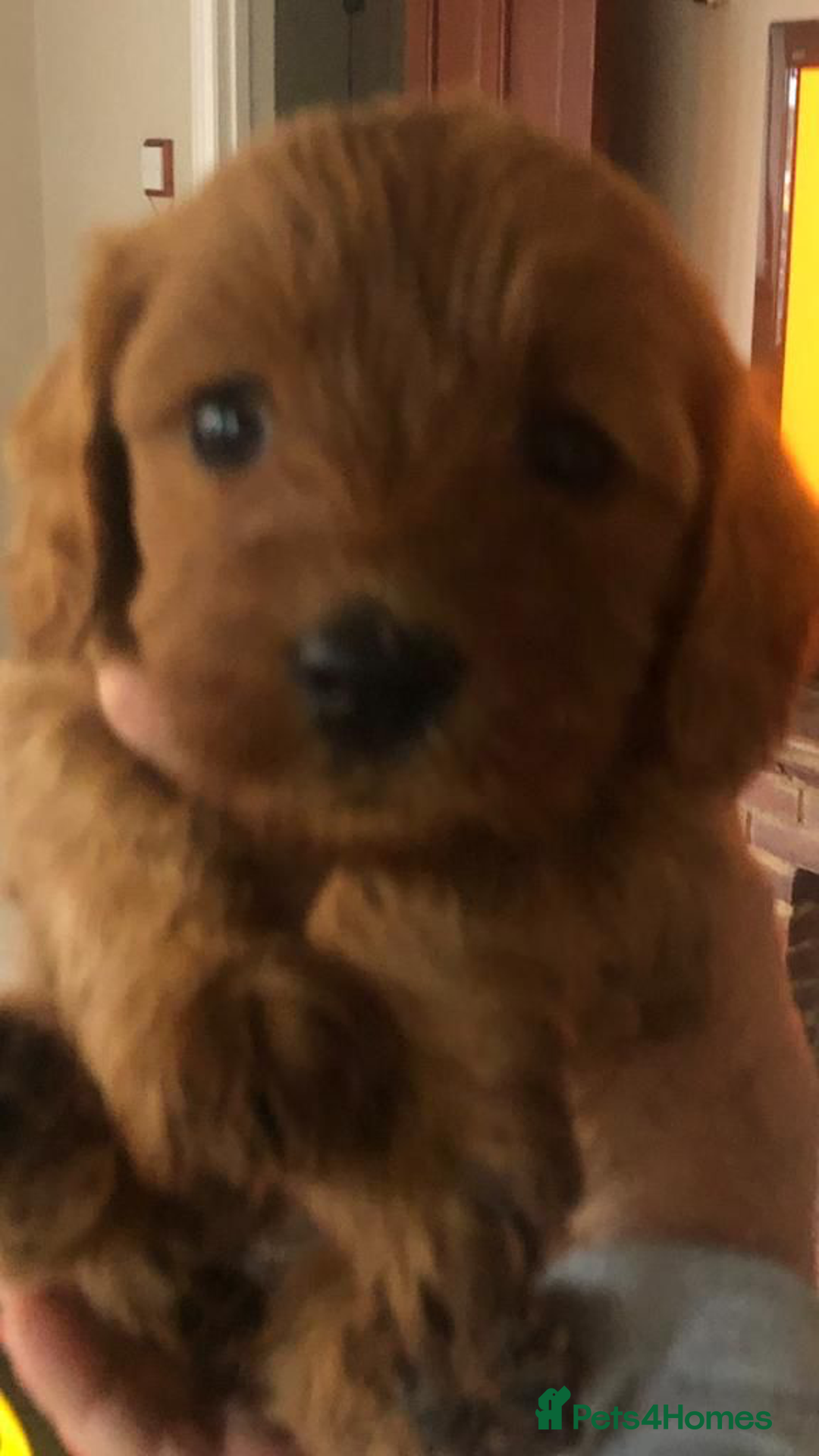 Cavapoo dogs for sale: DNA Health Tested Cavapoos  - Image 14