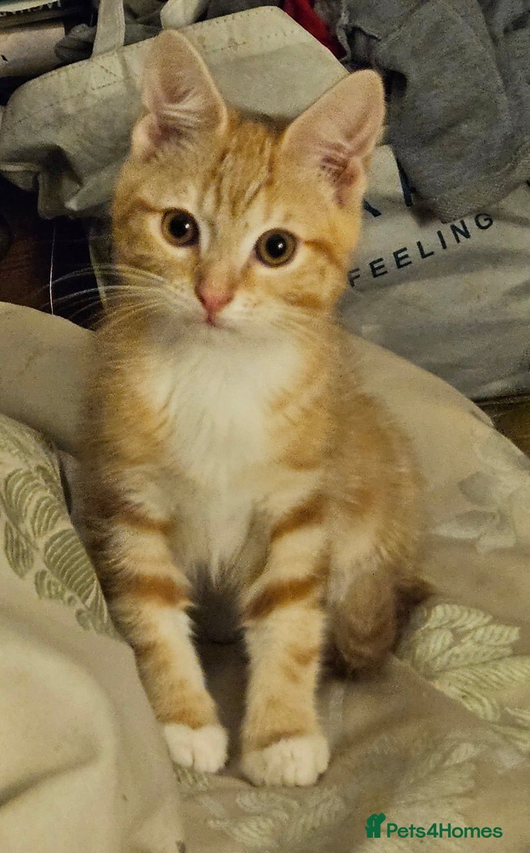 British Shorthair cats for sale: Ginger British Shorthair kitten - Advert 5