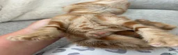 Mixed Breed cats for sale: 5 beautiful kittens  - Advert 10