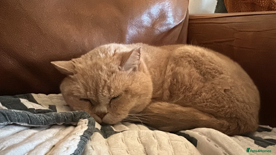 British Shorthair cats for sale: Custard Cream cat  - Advert 7