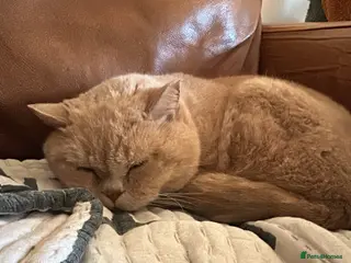 British Shorthair cats Custard Cream cat - Advert 1