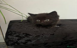 Domestic Shorthair cats for sale: Domestic Longhair for sale  - Image 5