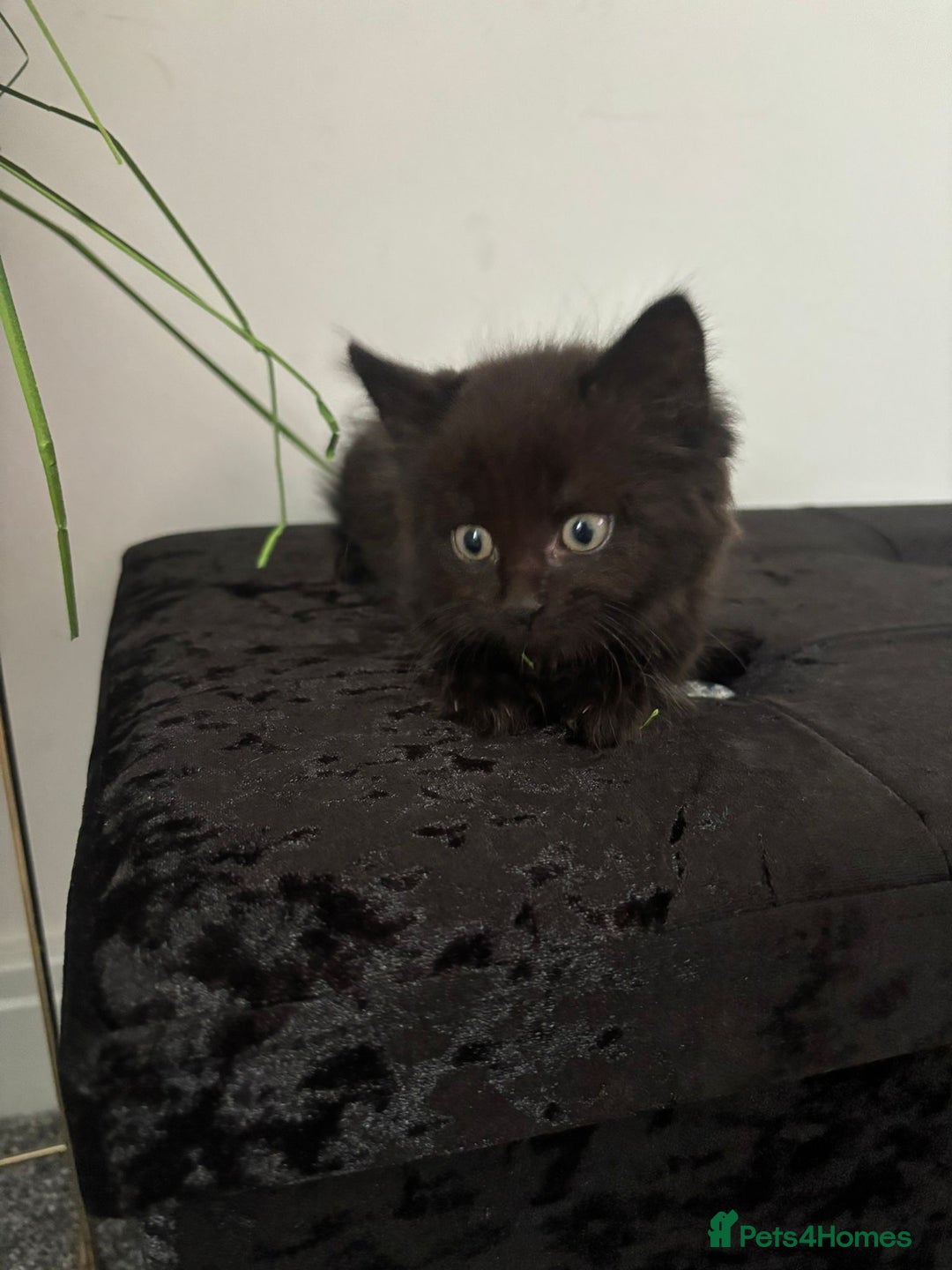 Domestic Shorthair cats for sale: Domestic Longhair for sale  - Image 5