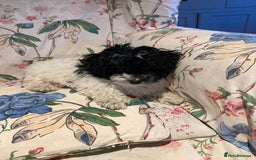 Mixed Breed dogs for sale: Bolonoodle Princess  - Image 2