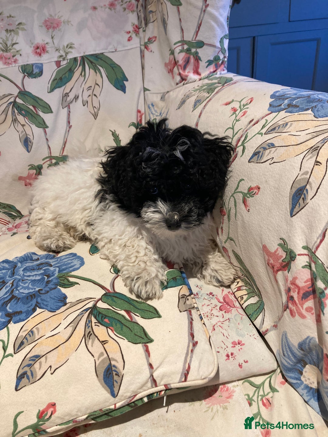 Mixed Breed dogs for sale: Bolonoodle Princess  - Image 2
