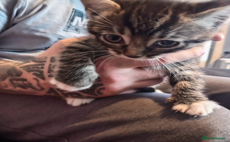 Mixed Breed cats - Advert 4