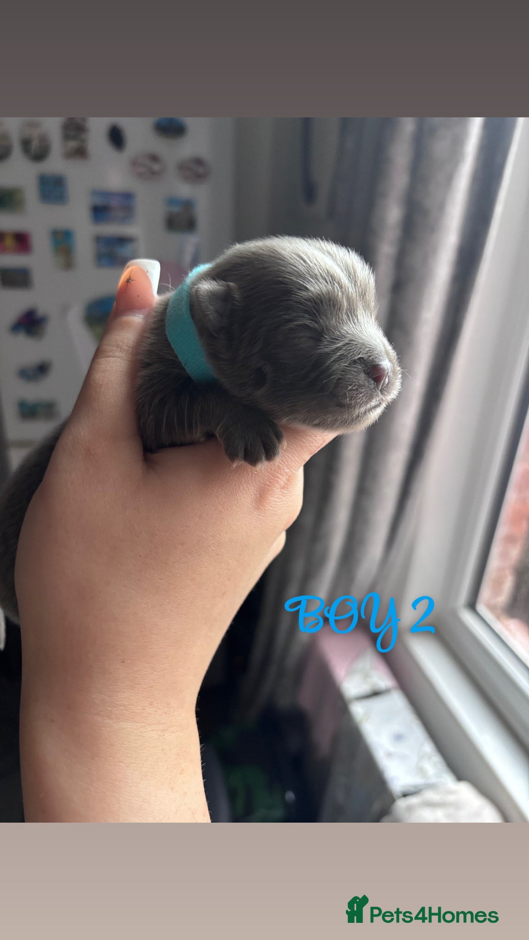 Mixed Breed dogs for sale: Chowpom puppies - Advert 9