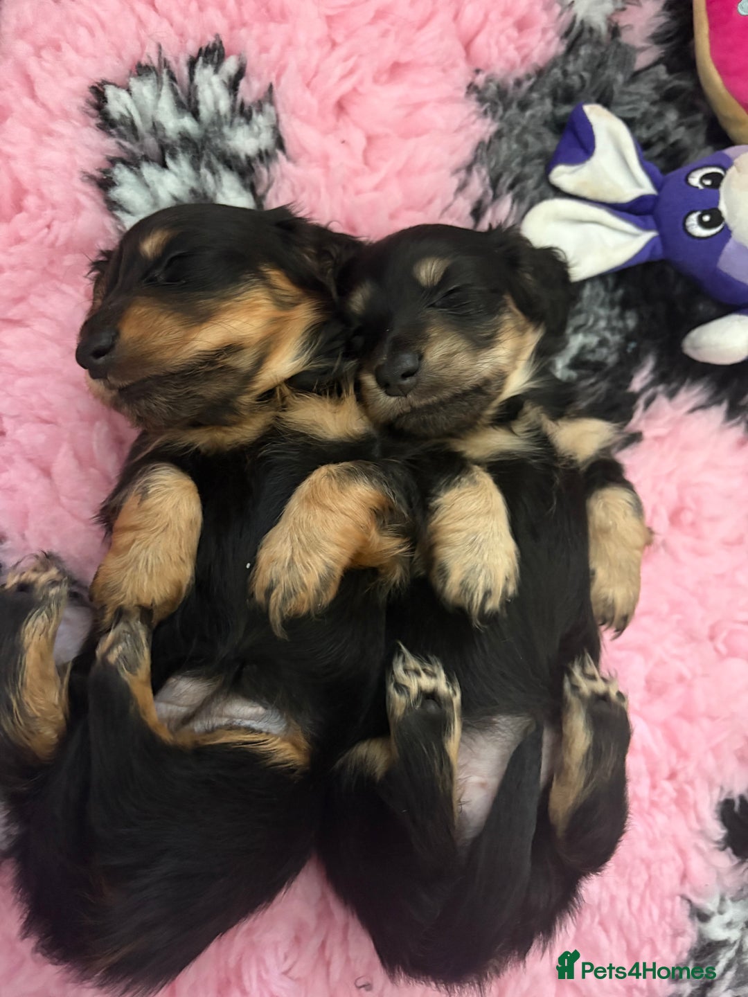 Miniature Dachshund dogs for sale: Beautiful KC Miniture long haired dachshund girl  - Advert 2