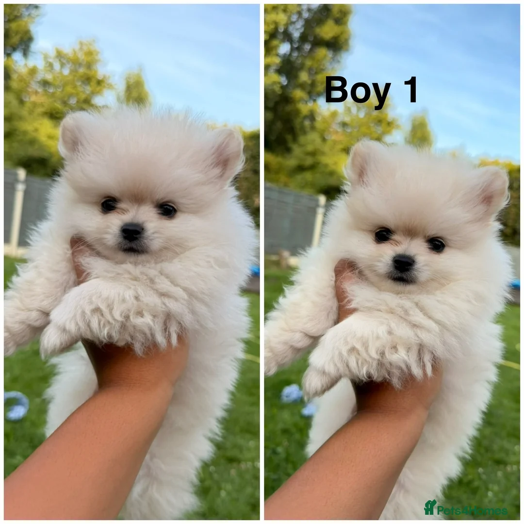 Pomeranian dogs for sale: Beautiful Pomeranian Puppies  - Advert 1