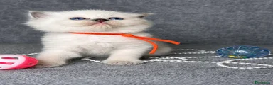 Blue Point Male ragdoll - orange collar 