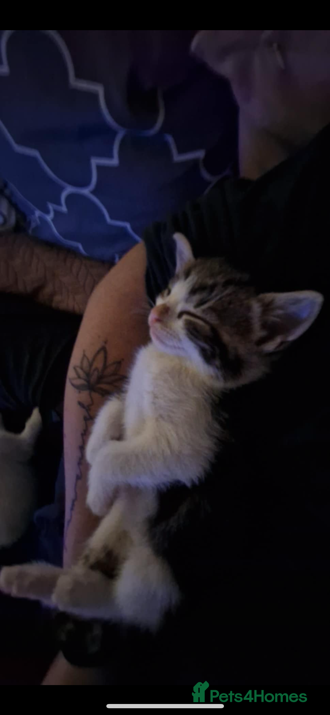 Domestic Shorthair cats for sale: 3 kittens looking for a loving home  - Image 3