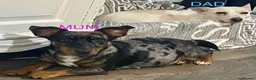 Jack Russell dogs for sale: 🐶  Jack Russell Puppies –  Ready Now 🐾 - Advert 10