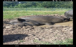 Pig livestock for sale: Ronnie and reggie  - Image 36