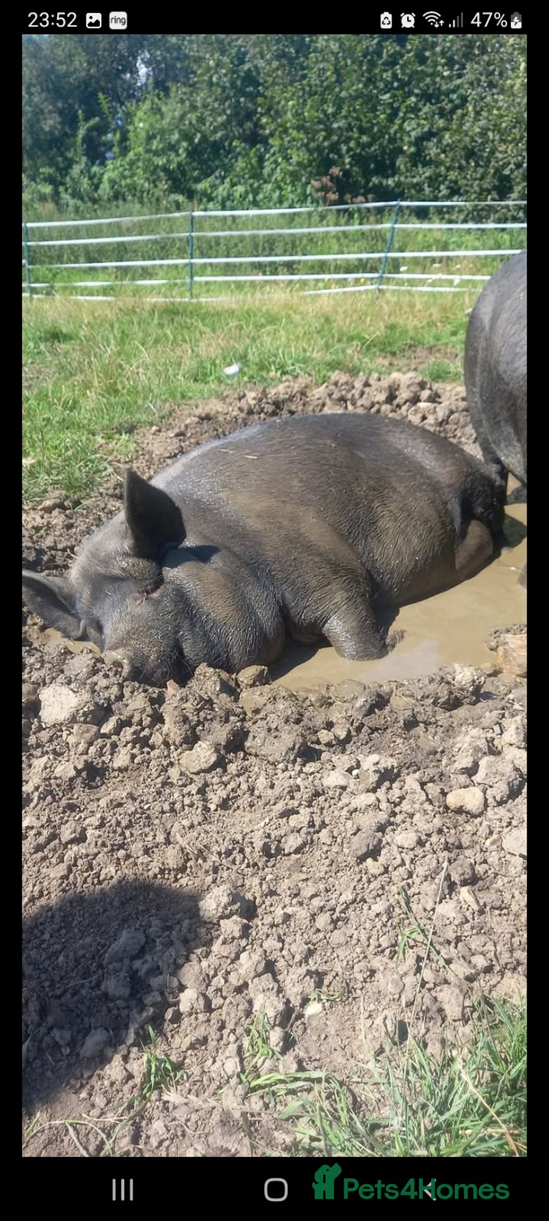 Pig livestock for sale: Ronnie and reggie  - Image 36