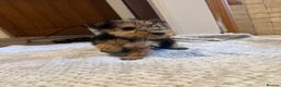 Mixed Breed dogs for sale: Lakeland/Welsh terriers (welkies) in Littleborough - Advert 11