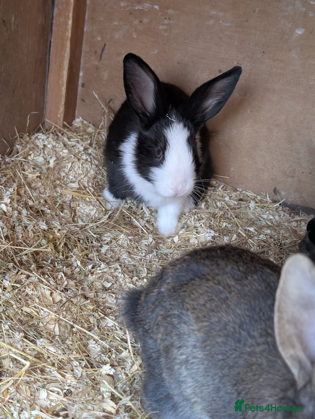 Mixed Breed rabbits for sale: Lots of bunnies for sale  - Image 5