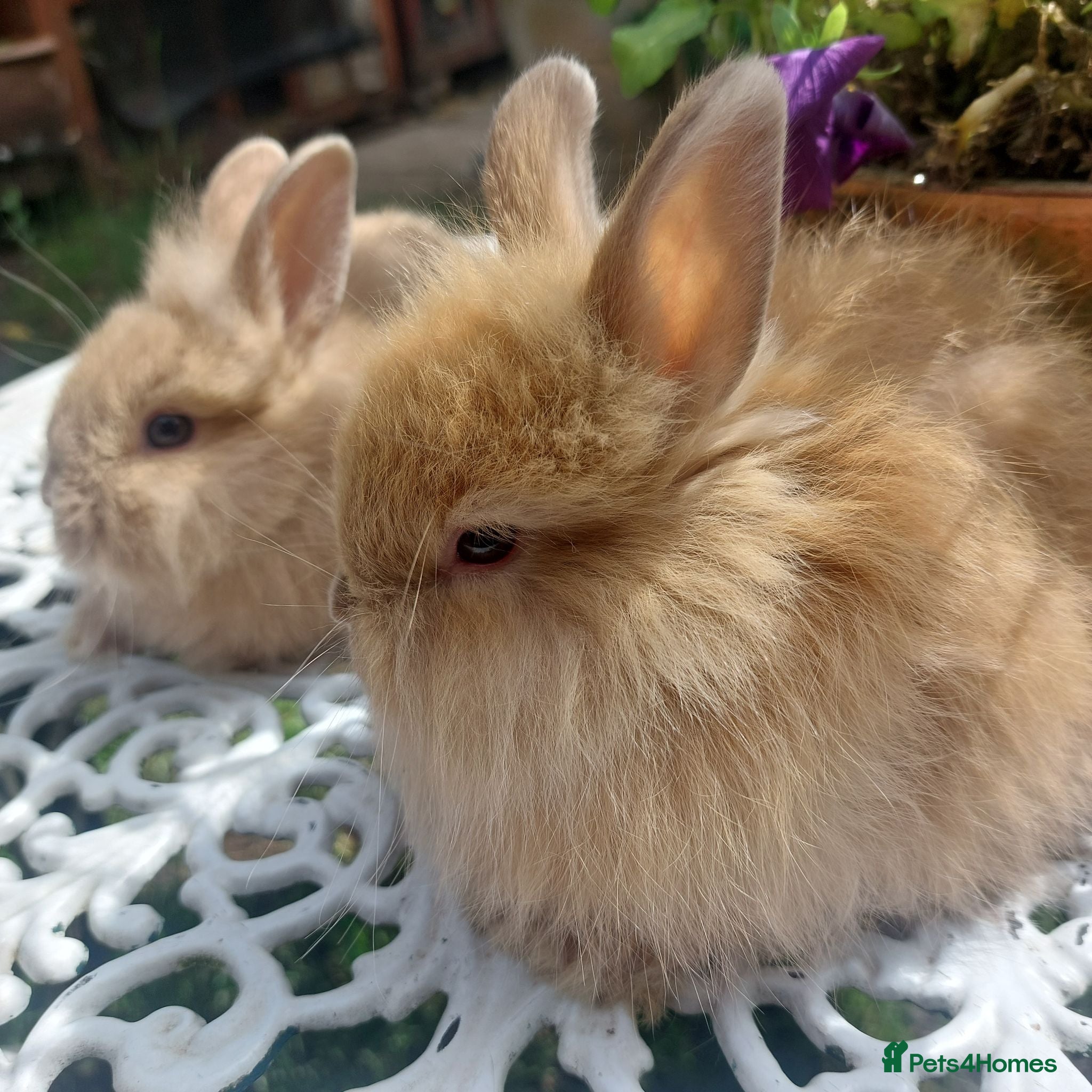 Netherland Dwarf rabbits NEATHERLAND DWARF x BABIES  - Advert 2