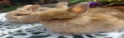 Netherland Dwarf rabbits for sale: NEATHERLAND DWARF x BABIES  - Advert 11