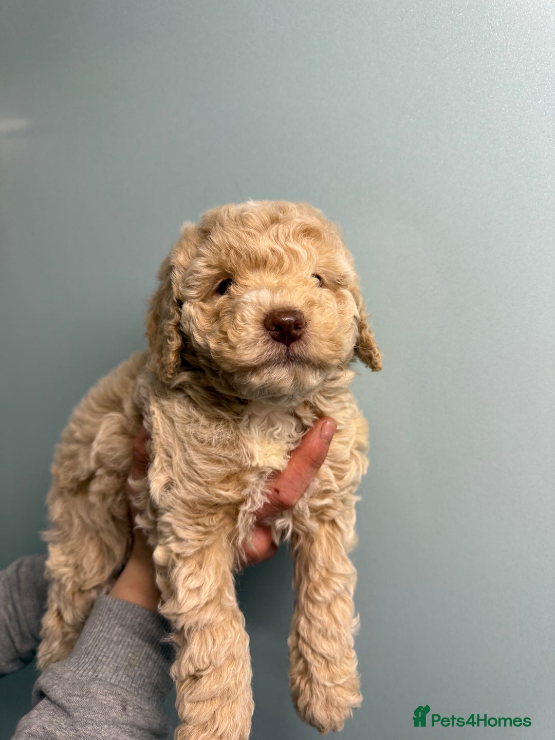 Cockapoo dogs for sale: F1b cracking cockapoos  - Advert 1