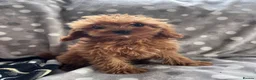 Cavapoo dogs for sale: Cavapoo - Advert 2