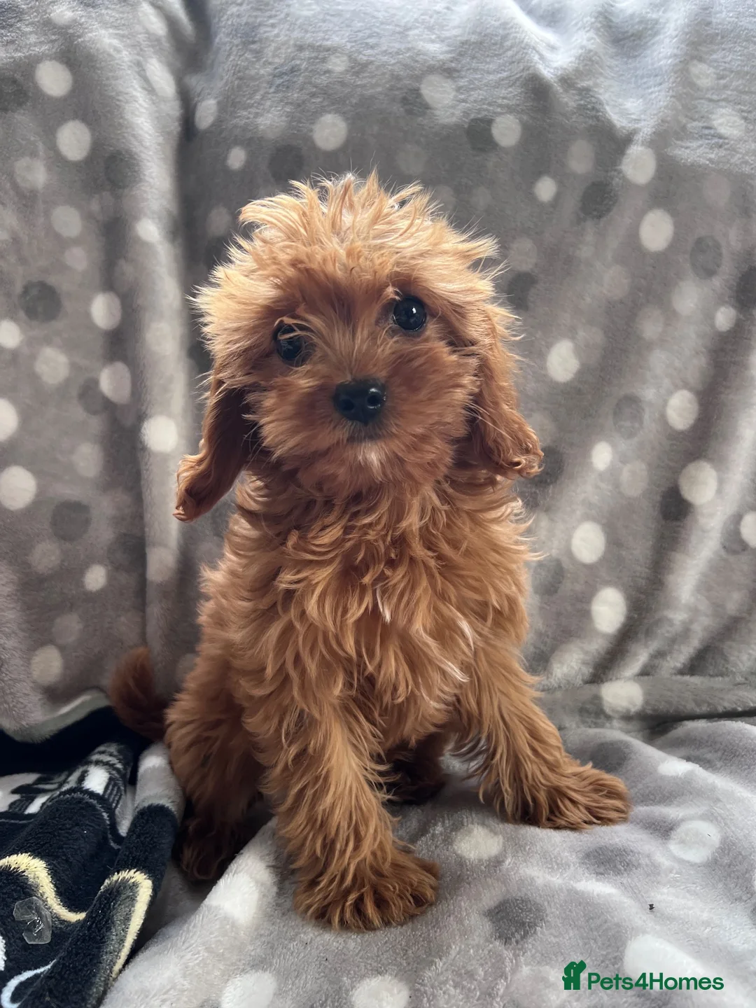 Cavapoo dogs for sale: Cavapoo - Advert 2