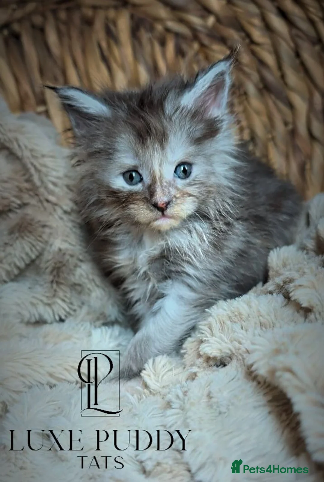 Maine Coon cats for sale: Champion line maine coon kitten - Advert 3