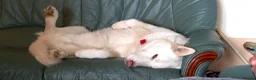 Siberian Husky dogs for sale: Beautiful white husky boy in Horncastle - Advert 1