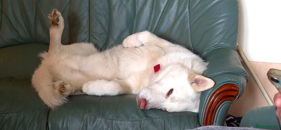 Siberian Husky dogs for sale: Beautiful white husky boy in Horncastle - Advert 1