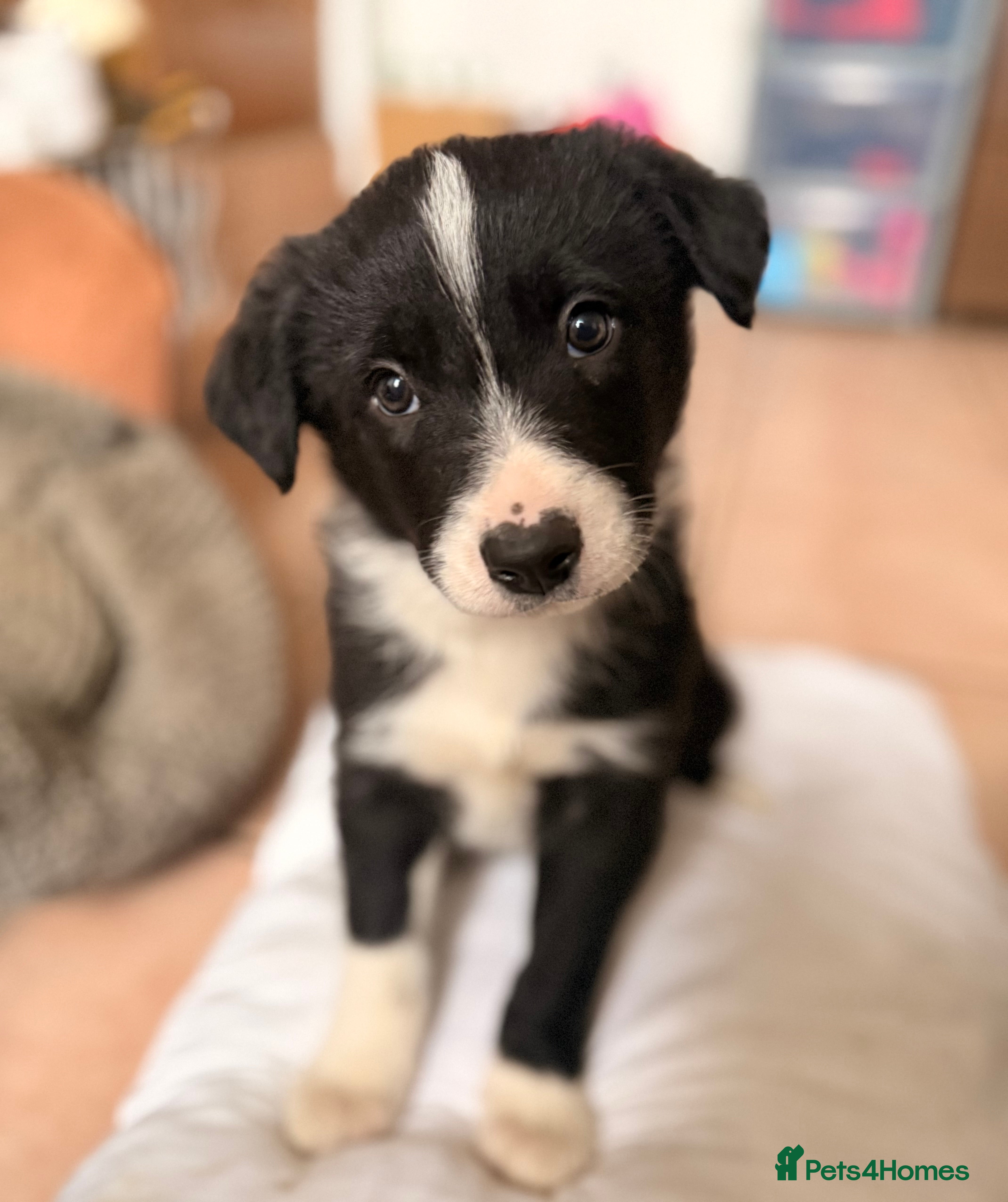 Border Collie dogs Gorgeous border collie puppies for sale  - Advert 5