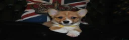 Welsh Corgi Pembroke dogs for sale: Are Beautiful Girls Storm/Darling/Petal - Advert 29