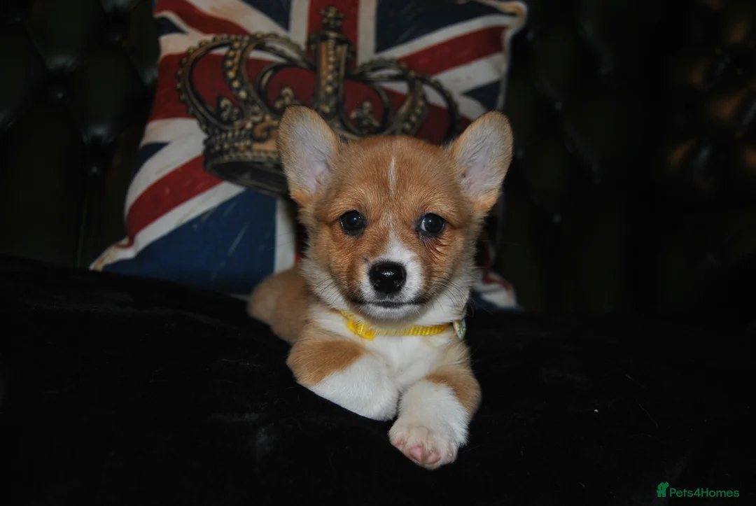 Welsh Corgi Pembroke dogs for sale: Are Beautiful Girls Storm/Darling/Petal - Advert 29